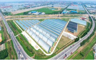 中国500强建设银行蔬菜小镇、番茄小镇